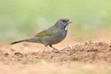 Image. Green-tailed Towhee