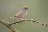 Image. Green-tailed Towhee
