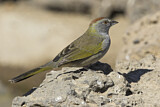 Image. Green-tailed Towhee