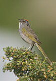 Image. Green-tailed Towhee