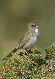 Image. Green-tailed Towhee