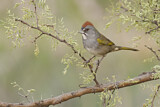Image. Green-tailed Towhee