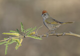 Image. Green-tailed Towhee