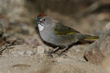 Image. Green-tailed Towhee