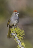 Image. Green-tailed Towhee