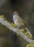 Image. Green-tailed Towhee