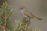 Image. Green-tailed Towhee