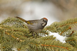 Image. Green-tailed Towhee