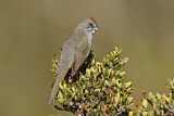Image. Green-tailed Towhee