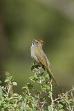 Image. Green-tailed Towhee