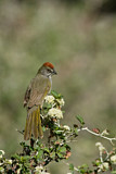 Image. Green-tailed Towhee