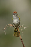 Image. Green-tailed Towhee