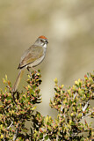 Image. Green-tailed Towhee