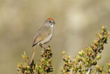 Image. Green-tailed Towhee