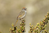Image. Green-tailed Towhee