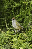 Image. Green-tailed Towhee