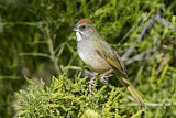 Image. Green-tailed Towhee