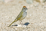 Image. Green-tailed Towhee