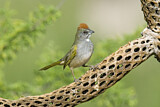 Image. Green-tailed Towhee