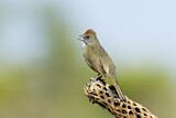 Image. Green-tailed Towhee