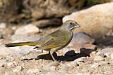 Image. Green-tailed Towhee