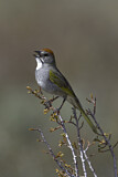Image. Green-tailed Towhee