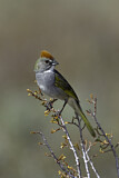 Image. Green-tailed Towhee