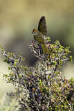 Image. Green-tailed Towhee