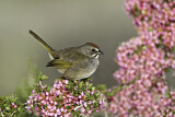 Image. Green-tailed Towhee