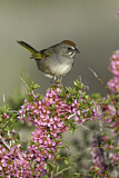 Image. Green-tailed Towhee