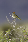 Image. Green-tailed Towhee