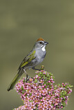 Image. Green-tailed Towhee