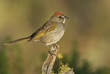 Image. Green-tailed Towhee