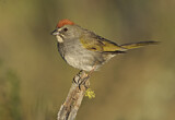 Image. Green-tailed Towhee
