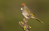 Image. Green-tailed Towhee