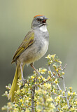 Image. Green-tailed Towhee