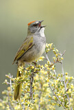 Image. Green-tailed Towhee