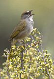Image. Green-tailed Towhee