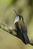 Image. Green-throated Mountaingem