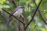 Image. Green-winged Saltator
