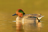 Image. Green-winged Teal