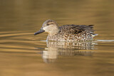 Image. Green-winged Teal