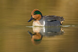 Image. Green-winged Teal