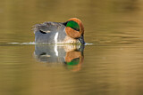 Image. Green-winged Teal