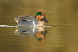 Image. Green-winged Teal