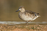 Image. Green-winged Teal