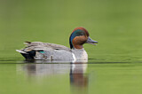 Image. Green-winged Teal