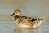 Image. Green-winged Teal