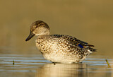 Image. Green-winged Teal