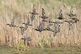 Image. Green-winged Teal